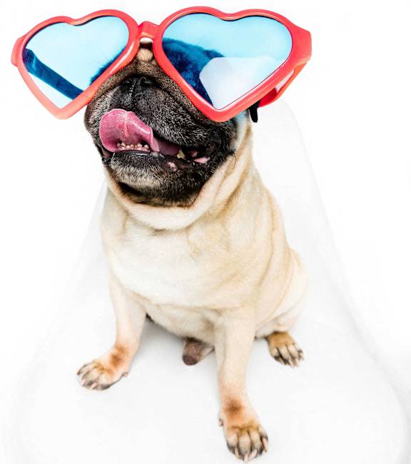 A pug dog wearing heart-shaped sunglasses.