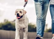 Thumbnail 1 of 7 - A person is walking a dog on a leash.