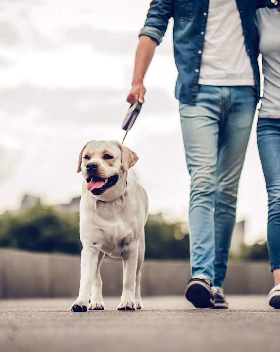a person walking a dog on a leash on a sidewalk