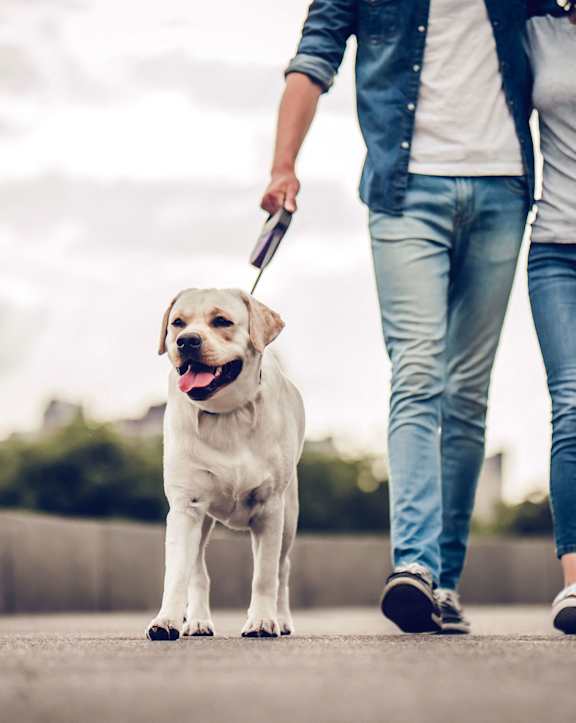 a person walking a dog on a leash on a sidewalk