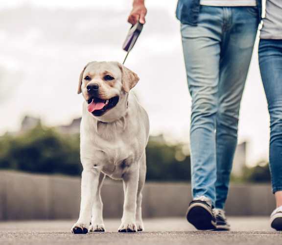 A person is walking a dog on a leash.