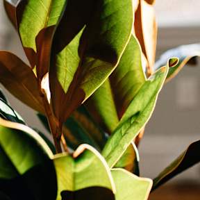 A close up of a green leafy plant with sunlight shining through.