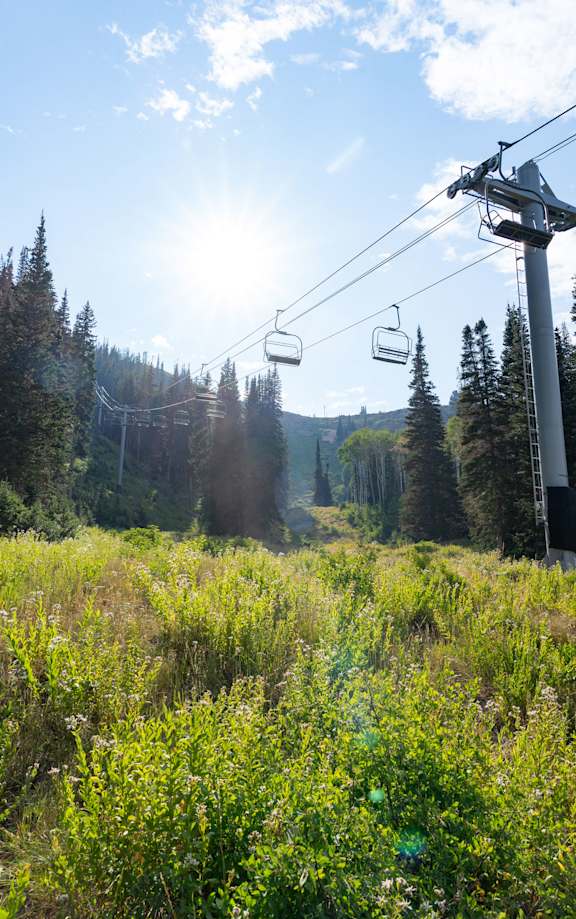 A ski lift in a field of flowers with trees in the background.