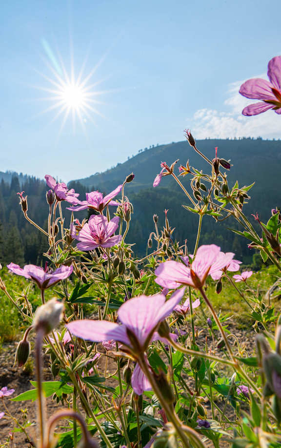 Pink flowers in the foreground with the sun shining in the background.
