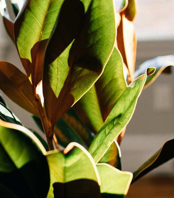 A close up of a green leafy plant with sunlight shining through.