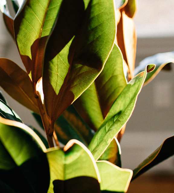 A close up of a green leafy plant with sunlight shining through.