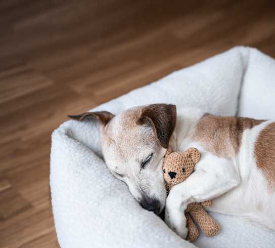 A dog is sleeping on a white bed with a brown teddy bear.