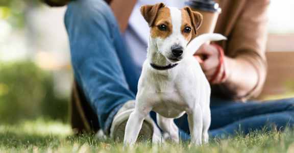 a small white and brown dog standing next to a person