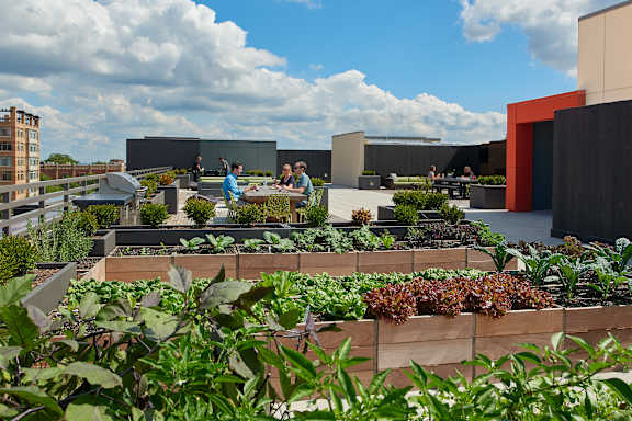 A group of people are standing on a rooftop garden.