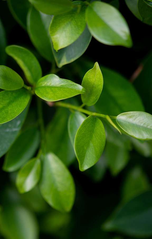 a close up of green leaves on a tree at Centennial Crossing, Waukee, 50263