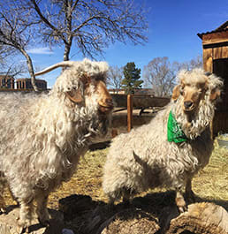 two white goats standing next to each other in a pen