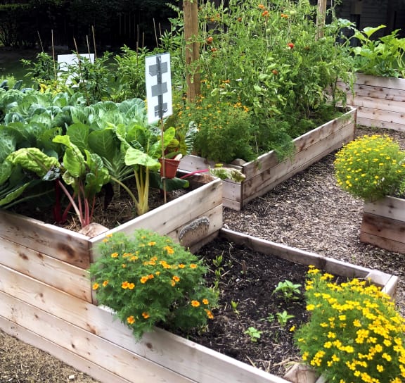 a garden with a variety of plants and flowers in a wooden raised garden bed