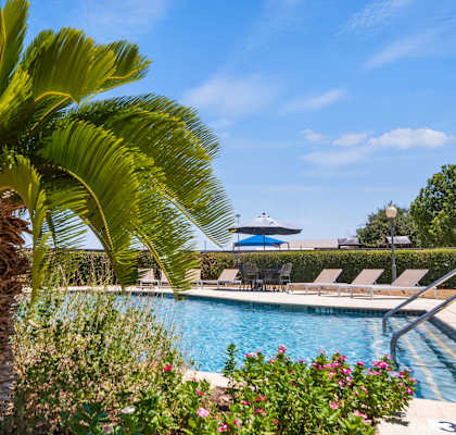 a large pool with a palm tree in the foreground