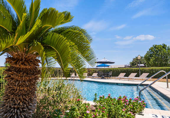 a large pool with a palm tree in the foreground