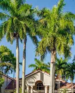 Office entrance and palm Trees at Banyan Pointe, Coconut Creek Florida