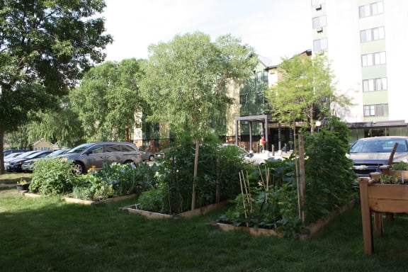 Garden