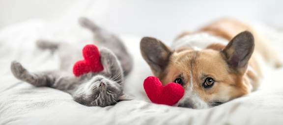 A cat and a dog are lying on a bed with red heart-shaped objects.