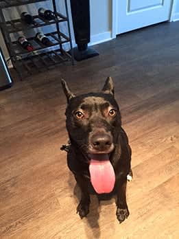 a black dog with its tongue out on a wood floor