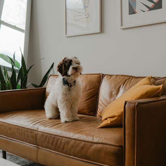 A dog is sitting on a brown couch with a white pillow.