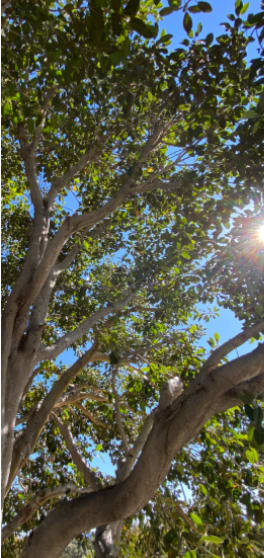 A tree with green leaves is seen from below.