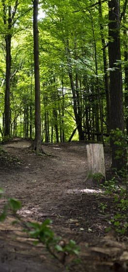 a dirt trail in the middle of a forest