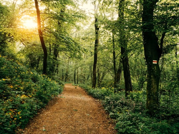 Forest Walking Path at Tiffany Flats, Columbus, 43231