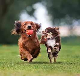 two small dogs