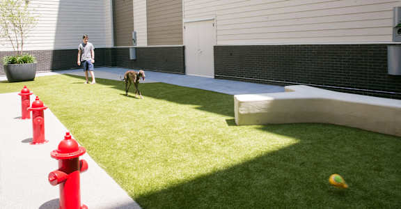 a man walking a dog on a lawn in front of a building