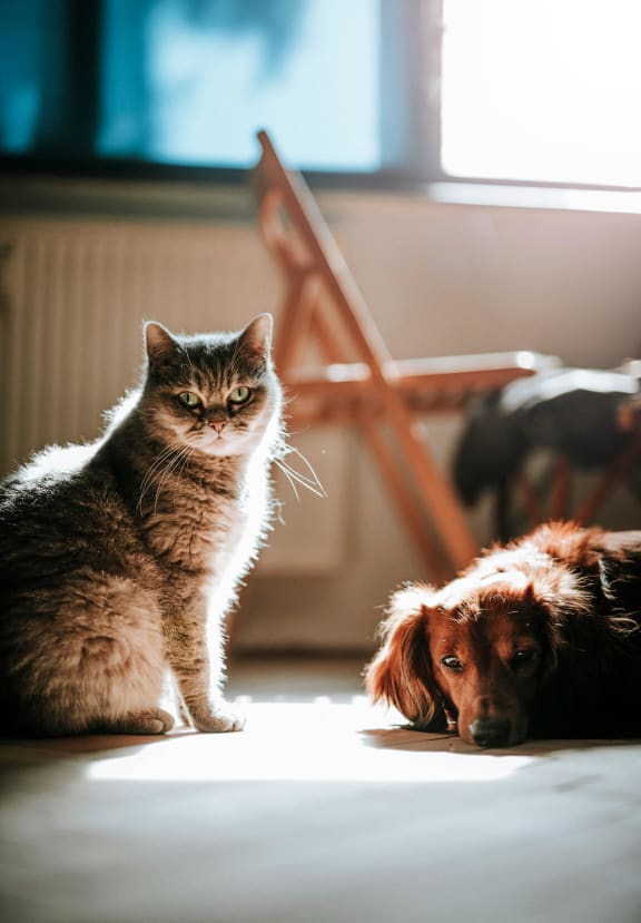 a cat and a dog sitting next to each other