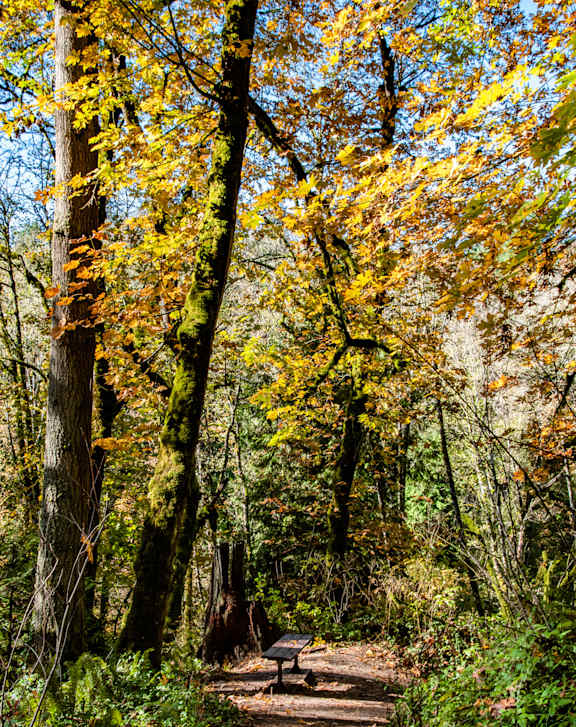 A forest path with a bench and trees with yellow leaves.