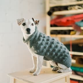 a dog wearing a sweater standing on a table