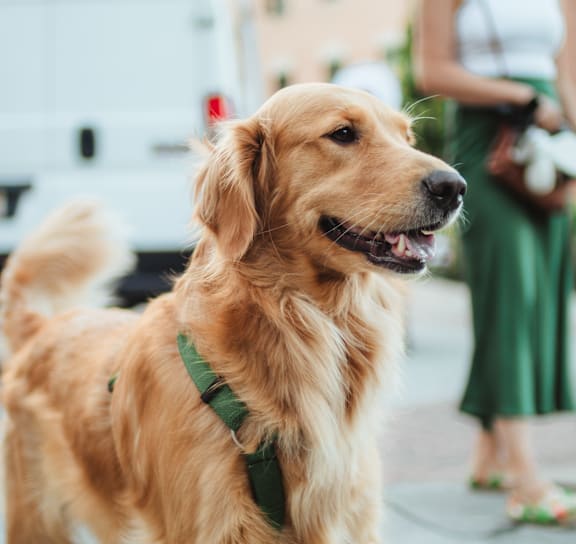 a golden retriever dog wearing a green collar on a city street
