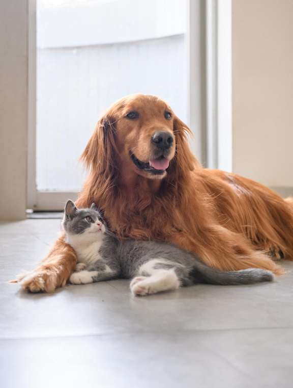 a dog laying on the floor with a cat at Hamilton Manor Apartments, Hyattsville, MD