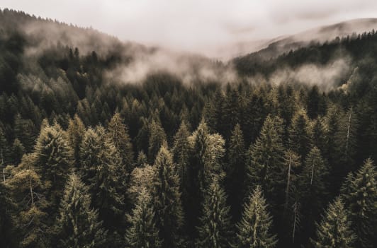 a foggy forest with pine trees and clouds