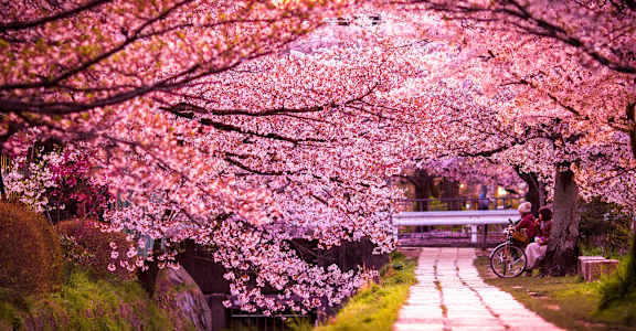 a couple sits on a bench under a canopy of cherry blossoms