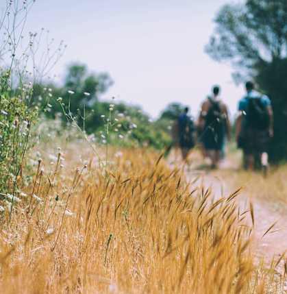 Three people walking on a dirt path through tall grass.