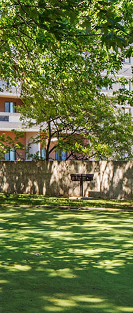 a tree in the grass in front of a building