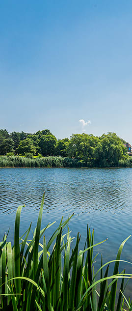 a large body of water with trees in the background