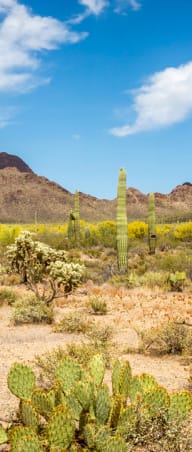 Desert landscape stock image at Zona Village Apartments in Tucson AZ