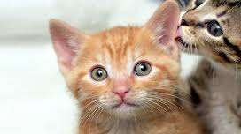 A small orange kitten with a striped tabby kitten in the background.