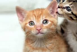 A small orange kitten with a surprised look on its face is being sniffed by a small striped animal.