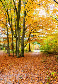 a path through the woods with leaves on the ground
