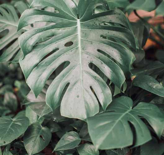 a large green leaf of a plant in a garden