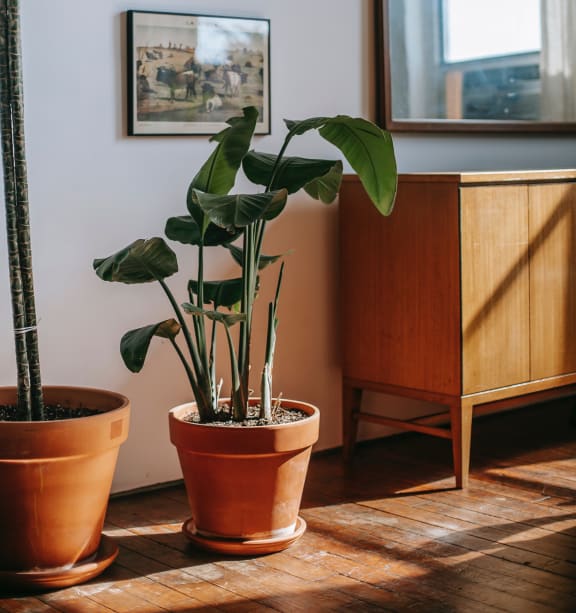 a living room with a plant and a cabinet