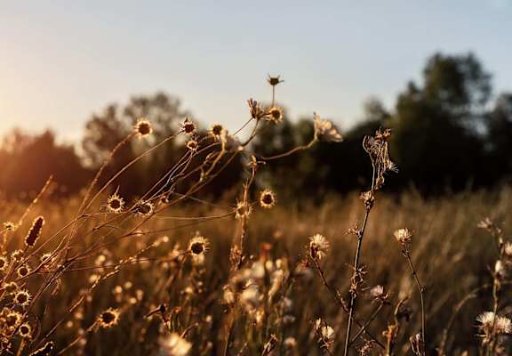 a field of flowers with the sun setting in the background