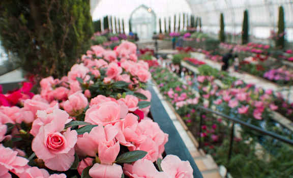 a greenhouse visit: tips & tricks in making the most of it