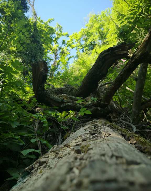 A close up of a tree trunk in a forest at The Hendry Apartments, Fort Myers, FL, 33905