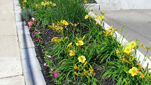 Garden with bright yellow flowers next to the main entry at Bradford Place Apartments in Bradford, ON