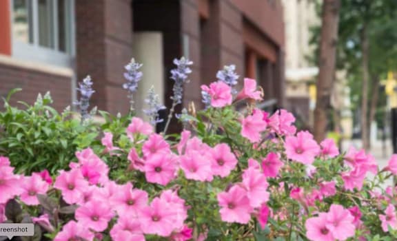 Pink flowers in the foreground with a cyclist in the background.