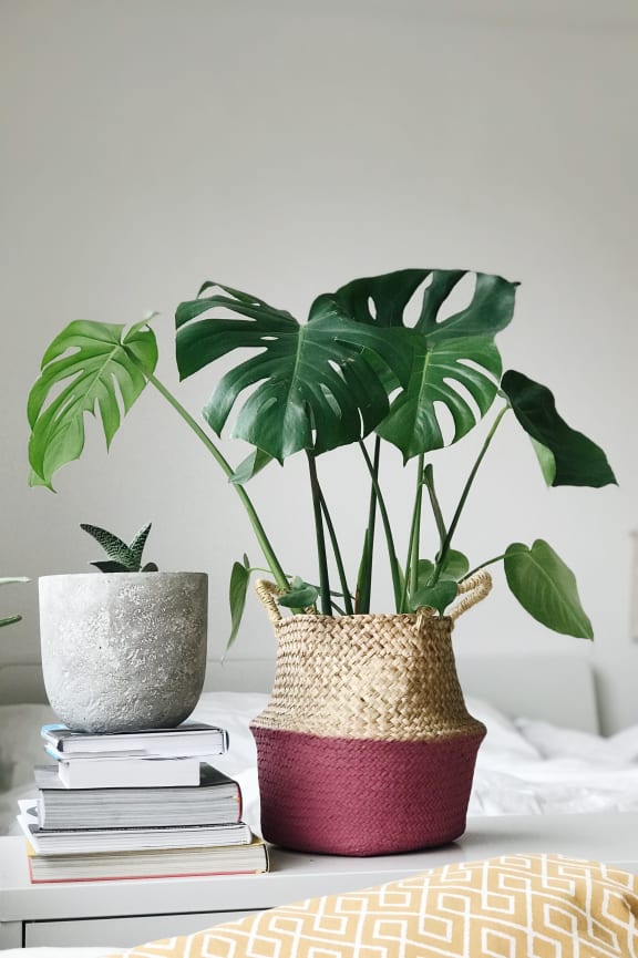 a table with a plant and books on top of it